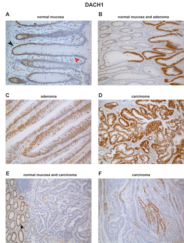 Vonlanthen-et-al_Figure