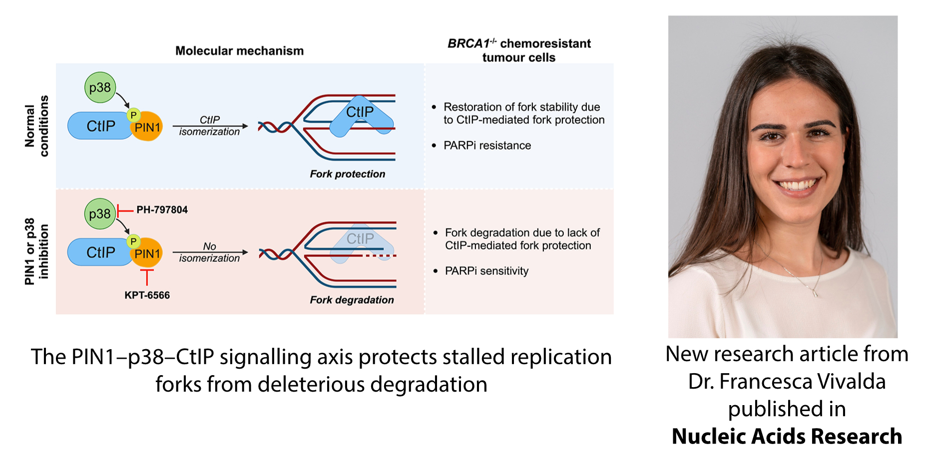 Research Article Francesca Vivalda Nucleic Acids Research
