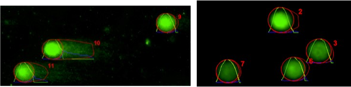 comet_assay_in_mouse_livers