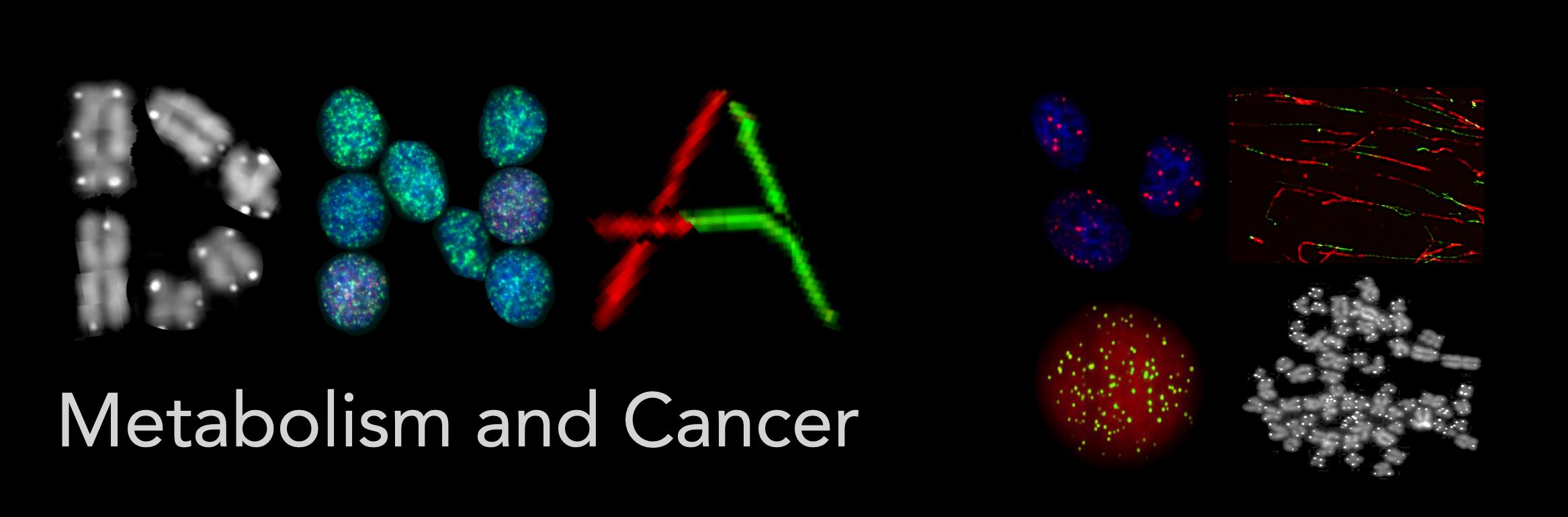 DNA Metabolism and Cancer