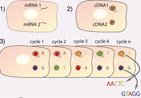 spatial_transcriptomics